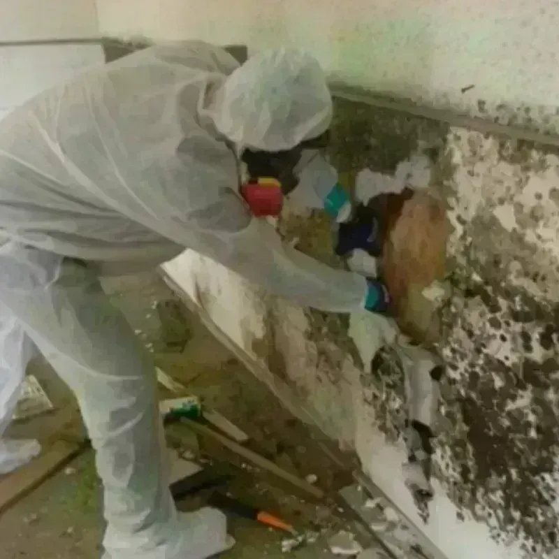 Mold Remediation and Removal in Wheeler County, TX